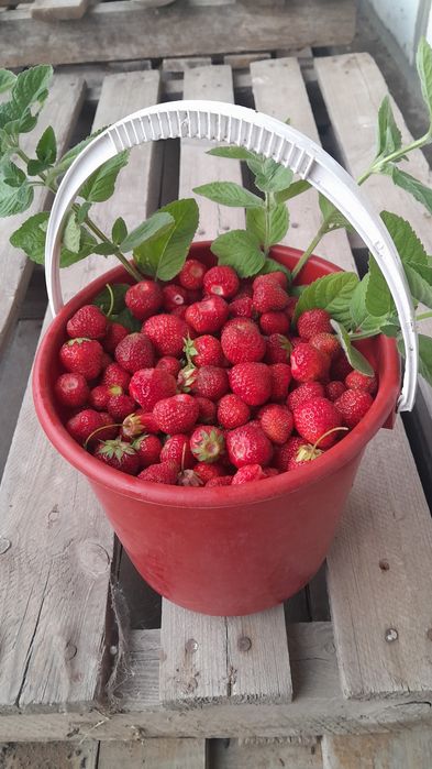Продам,  крупная  Клубника.