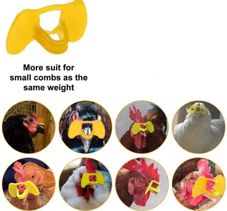 Pastdan korilgan qizning videosi