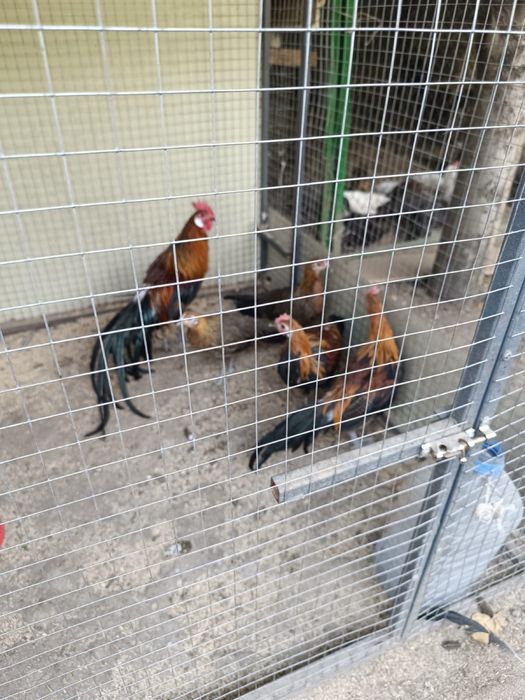 Фениксы (стандарт)