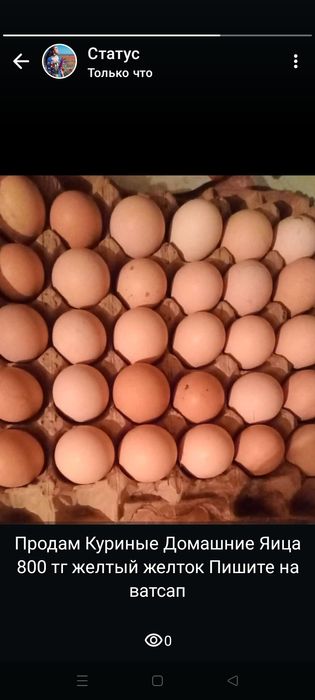 Продам Домашних Курей несушки