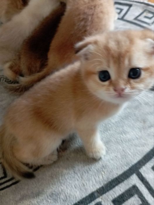 Золотистая шиншила девочка 1.5 мес