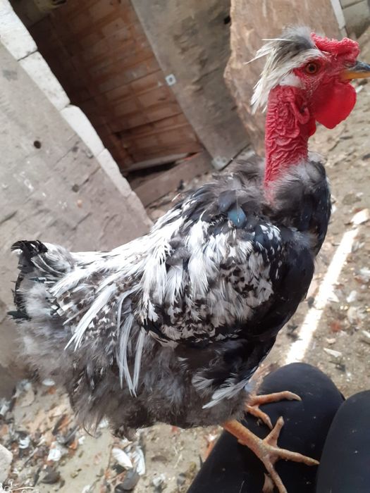 Vand cocosi de 5 luni de rasa pintenat mari si mici  golas de transilvania, cu gatul gol pitici sau mari