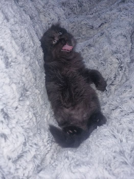 Шотландский вислоухие