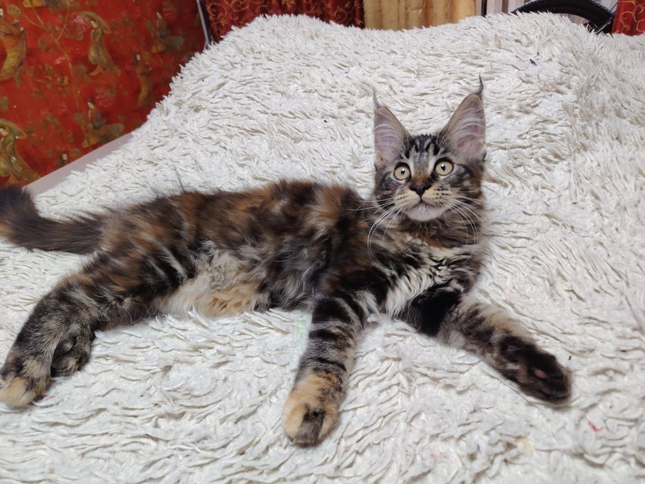 Котенок Мейн Кун