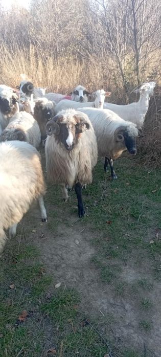 De vânzare doi miori periculoși, se pot vedea produși din ei, preț bun