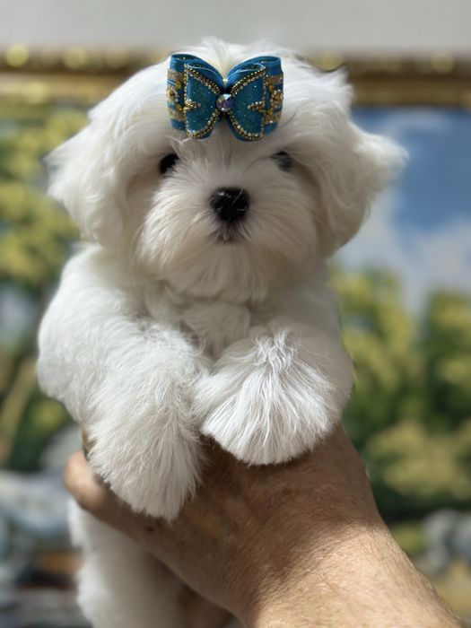 Шикарные малыши мальтезе