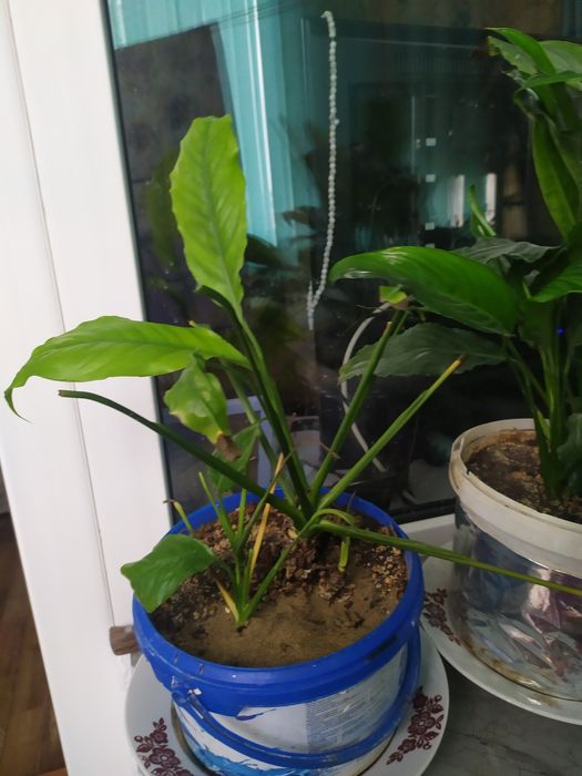 Продам цветы комнатные,, Спатифуллиум