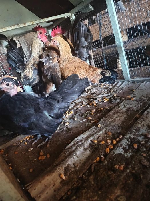 Vând pereche de găini pitice și un mascul de bibilică sau schimb
