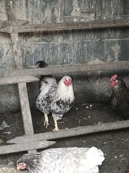 Петух брама молодой
