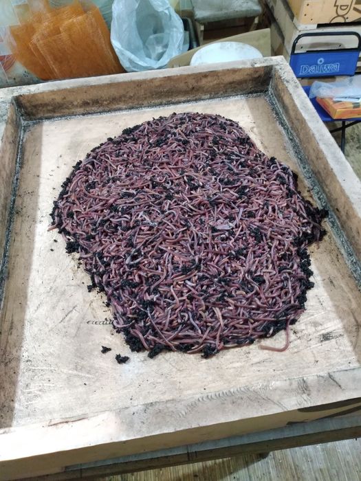 Коконы дождевого червя Чёрный принц.