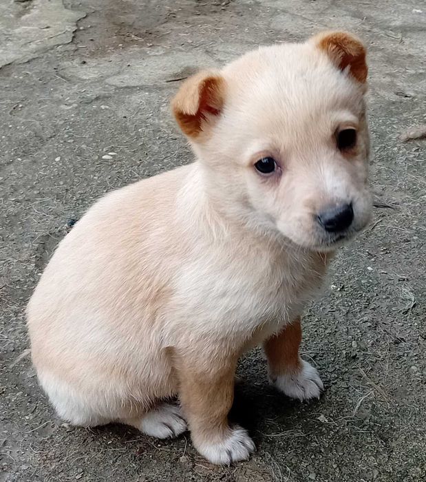 Кученца за подаряване.