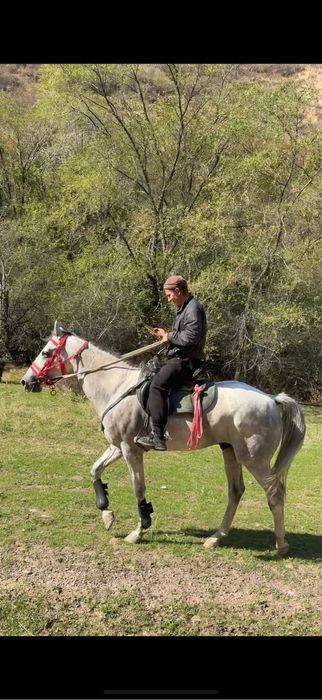 Продам Жеребца возраст 5/6 лет
