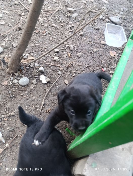 В добрые руки бесплатно щенков