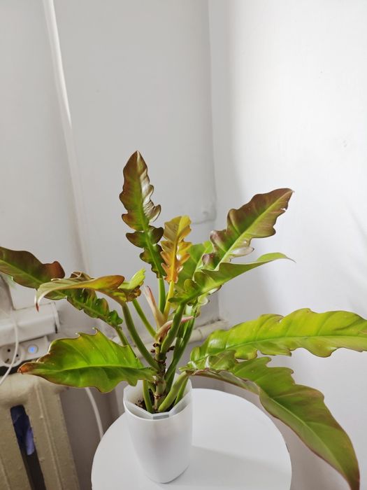 Филодендрон Золотой Дракон