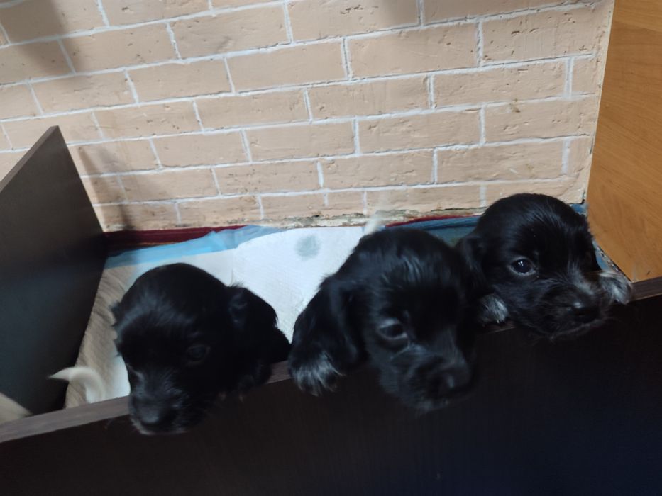 Продам щенят спаниеля