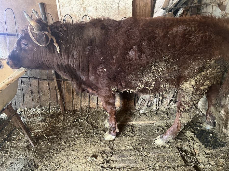 Бұқа семіз бұқа