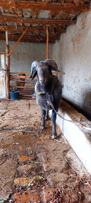 Соглом Тагал сотилади