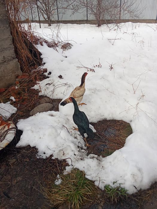 Курочки даканки на продажу