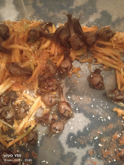 Улитки для косметологии