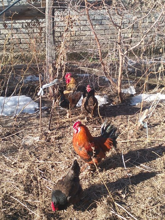 Петух годовалые.