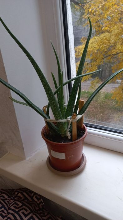 Комнатные цветок: Алоэ вера