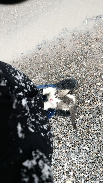 Отдам котика в добрые руки