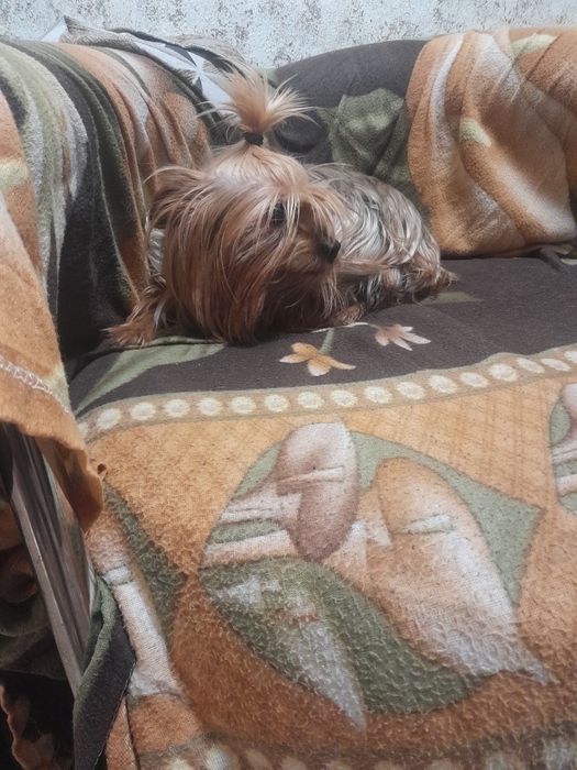 Продавам  мини йорки