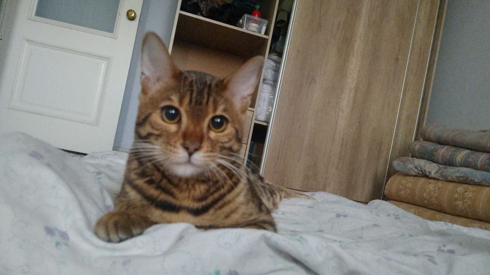 Пропал бенгал в Узынагаче