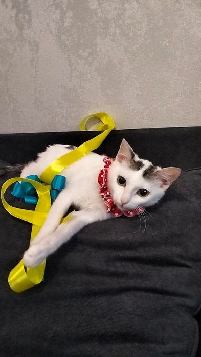 Кошечка Белочка добрые руки