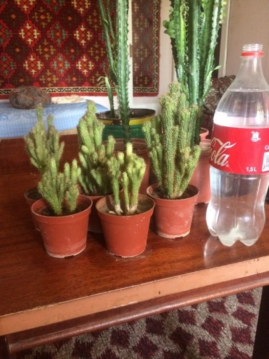 Семейство кактусовых-скала