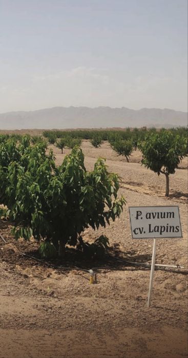 Саженцы фруктовых деревьев