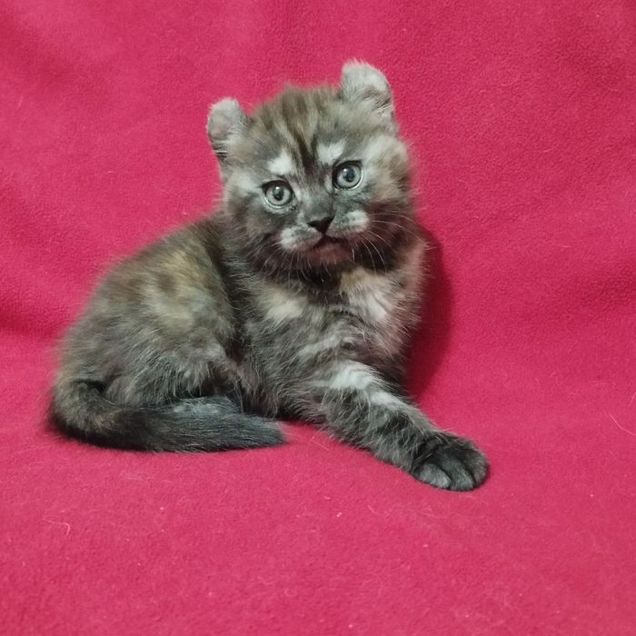 Готовятся к продаже котята породы кинколоу и рыжий мальчик керл