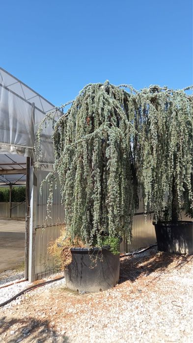 Plante ornamentale decor grădini