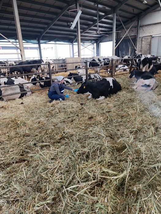 Искуственное осеменение КРС