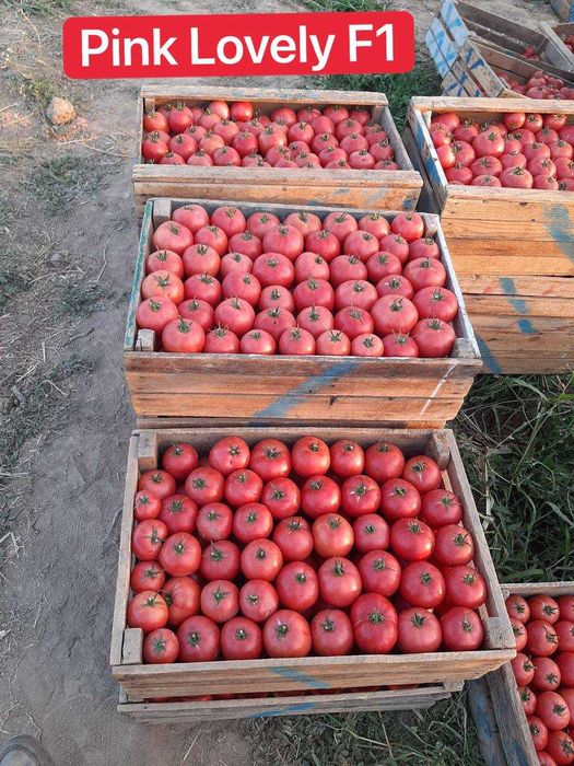 Porno tomosha qilish