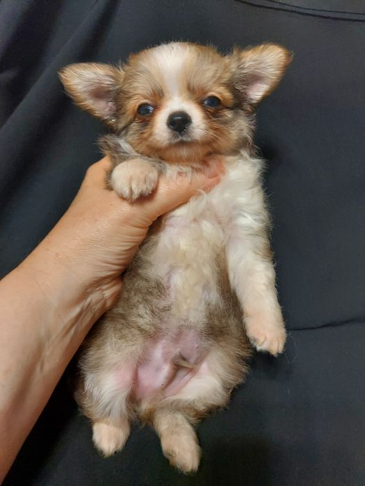 Продаю щенка чихуахуа