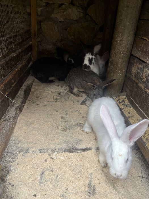 Продавам зайци кръстоска