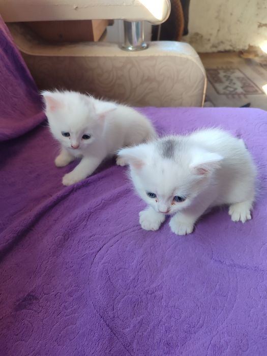 Отдам котят в добрые руки