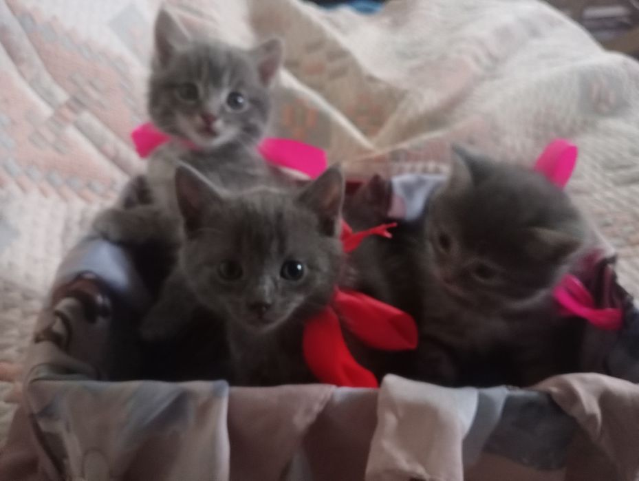 Отдам котят в хорошие руки