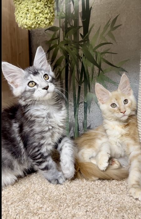 Продам котенка Мейн-кун Костанай