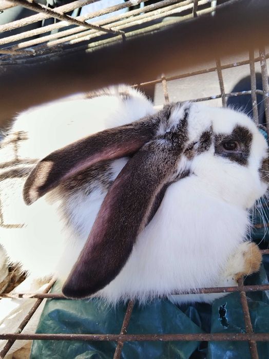 Продаваме зайчета