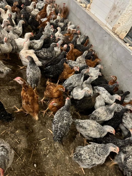 Pui rasă mixtă si pui albi de carne