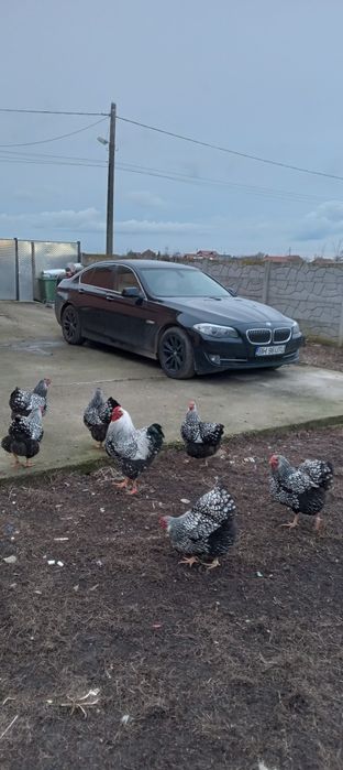 Vind ouă incubat Wiandotte argintiu 10 lei