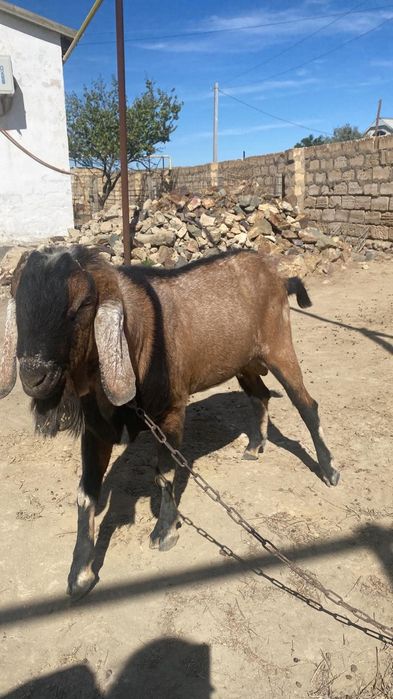 Англо-Нубийская Теке