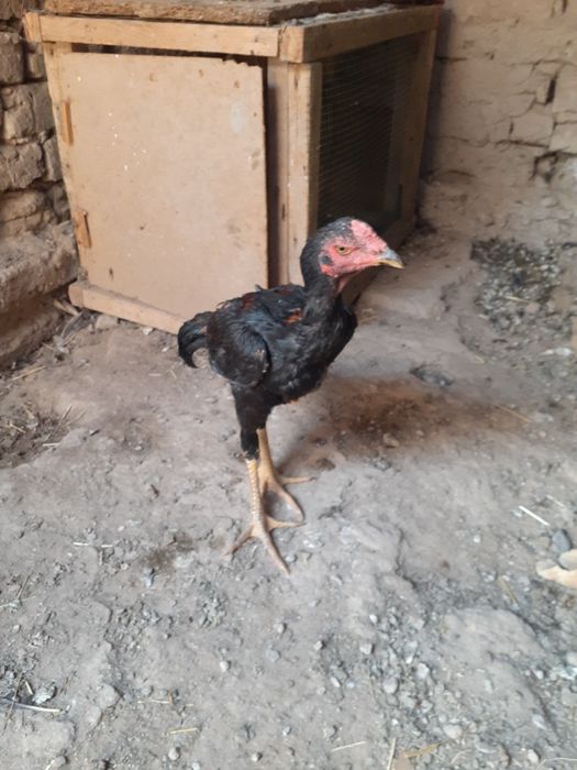 Dakan xorozlar mayiski