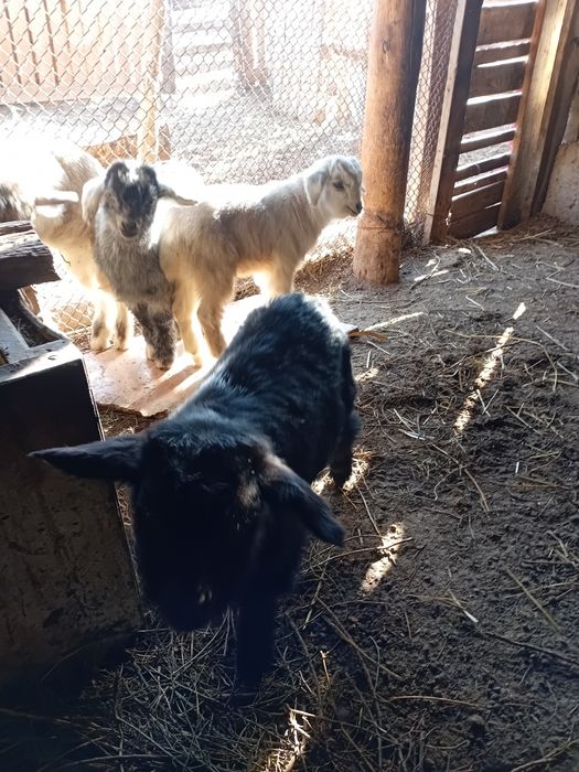 Лақ сатылады 10 000тг