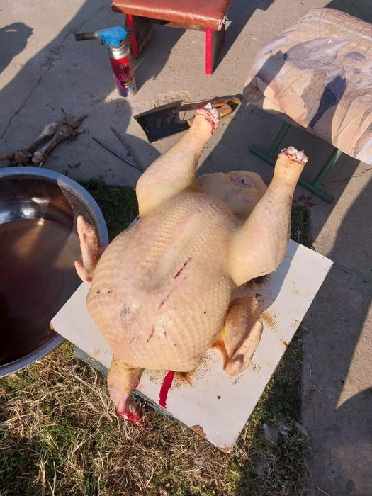 Мясо,индук,свежий