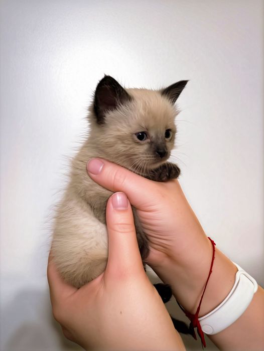 Котенок ищет дом