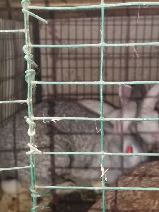 Quyon 2 para mahalliy quyonlar