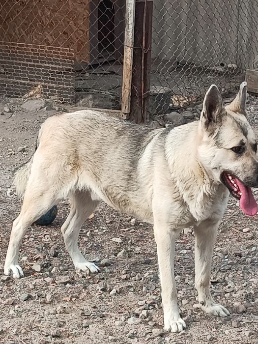 Продам щенка овчарки